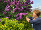 Flower Painting: Lilac