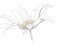 Digital Painting and Tracing
