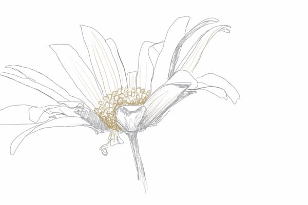 Digital Painting and Tracing