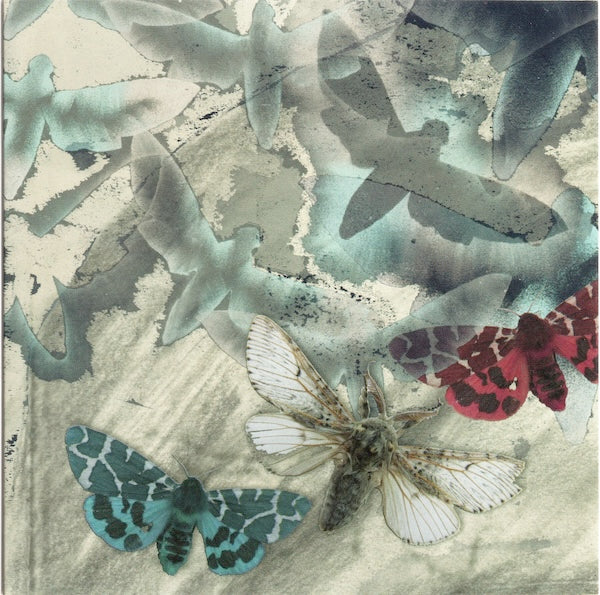 Greeting Card - Moths